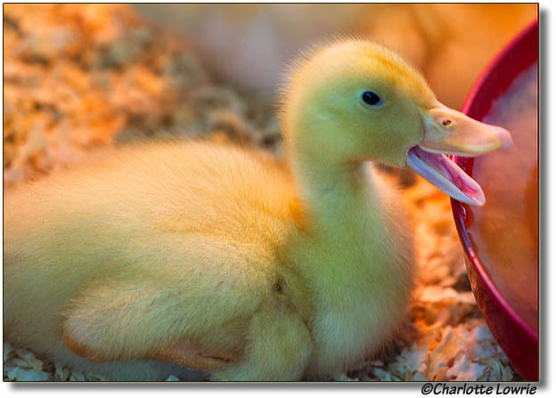 Duckling under warming light